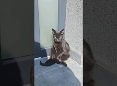 👀 A Morning Surprise at My Door... a Beautiful Bombay Cat or black cat?