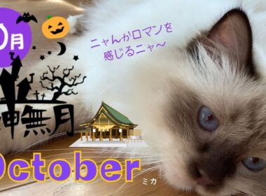 ロマンを感じるニャ～【神無月】October（バーマン猫）Birman/Cat