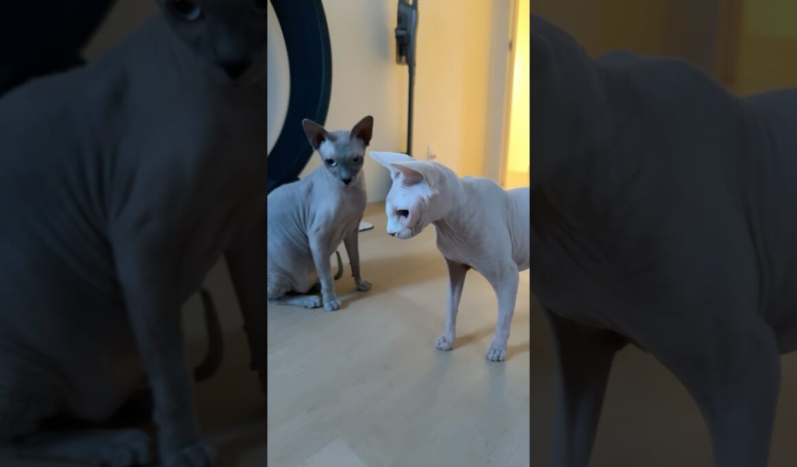 喧嘩してもいつも一緒にいる毛のない猫たち【スフィンクス】