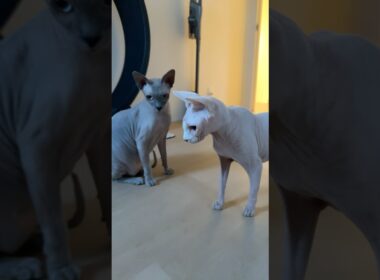 喧嘩してもいつも一緒にいる毛のない猫たち【スフィンクス】