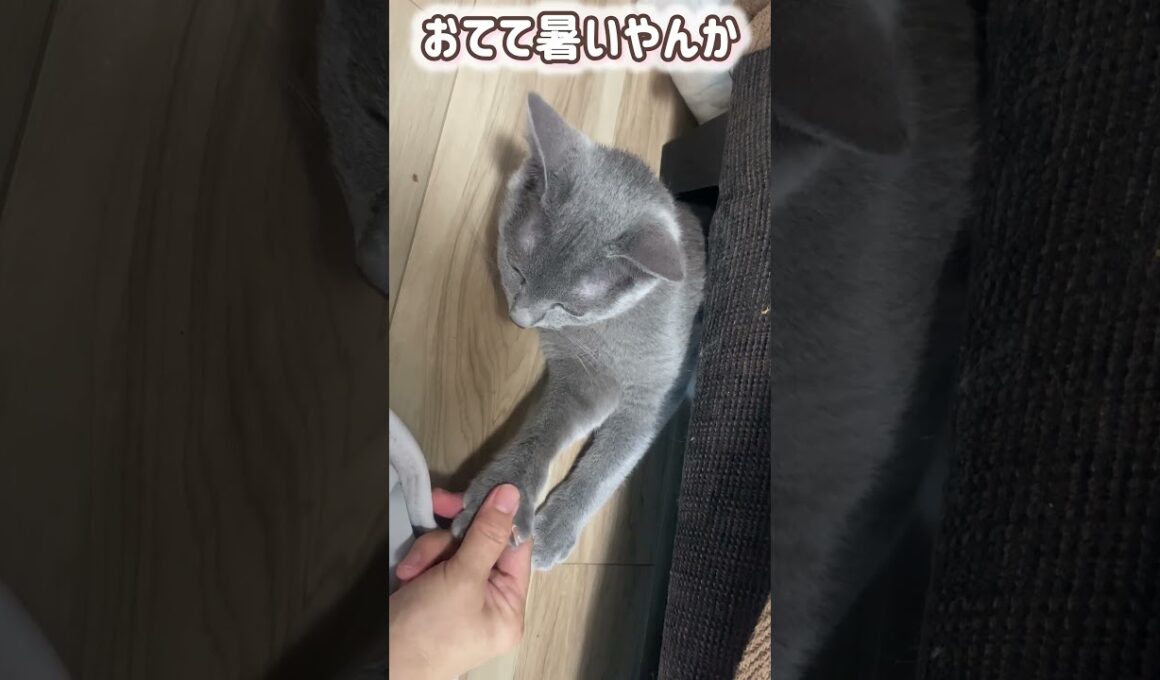 ロシブル💗ラブちゃん・はさまるラブちゃん💛 #ロシアンブルー #ねこ #ラブちゃん