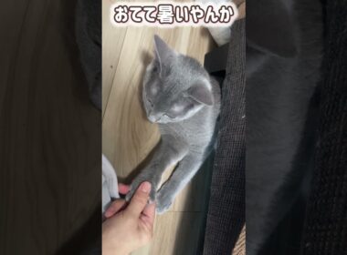 ロシブル💗ラブちゃん・はさまるラブちゃん💛 #ロシアンブルー #ねこ #ラブちゃん