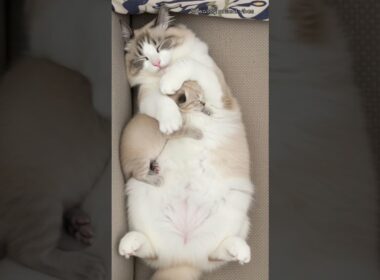 ラグドールが子猫を優しくマッサージしてるみたい💕🐾