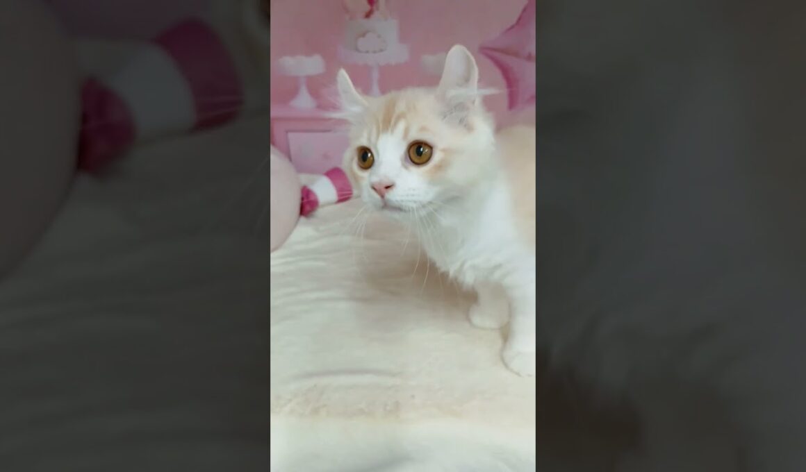 【ご家族様募集中】長足キンカロー男の子♡ #cat  #かわいい子猫 #kitten #子猫 #cute #子猫ブリーダー #長足マンチカン #短足ミヌエット #子ネコ