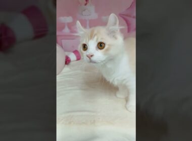 【ご家族様募集中】長足キンカロー男の子♡ #cat  #かわいい子猫 #kitten #子猫 #cute #子猫ブリーダー #長足マンチカン #短足ミヌエット #子ネコ