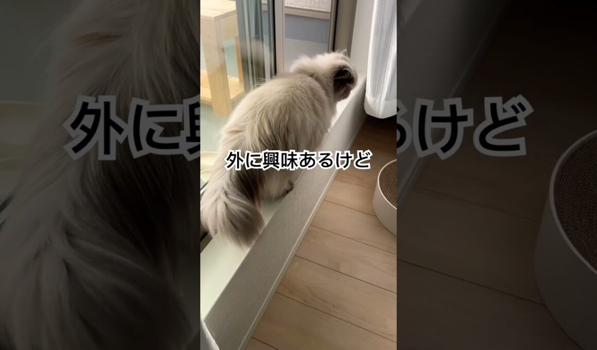 外の世界に行きたいのか行きたくないのか…ヒマラヤンのマーベル🐈 #shorts #猫のいる暮らし #cat #ヒマラヤン #うちのにゃんこ #猫好きさんと繋がりたい #マーベル #ねこ