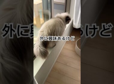 外の世界に行きたいのか行きたくないのか…ヒマラヤンのマーベル🐈 #shorts #猫のいる暮らし #cat #ヒマラヤン #うちのにゃんこ #猫好きさんと繋がりたい #マーベル #ねこ