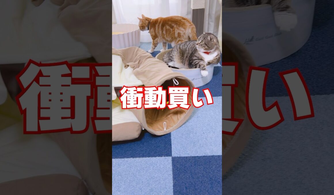 キャットトンネル猫ハウスを衝動買いした飼い主の末路がコチラ🤣🤣🤣 #猫