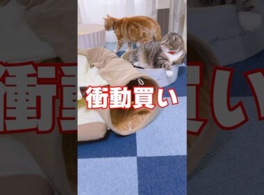 キャットトンネル猫ハウスを衝動買いした飼い主の末路がコチラ🤣🤣🤣 #猫