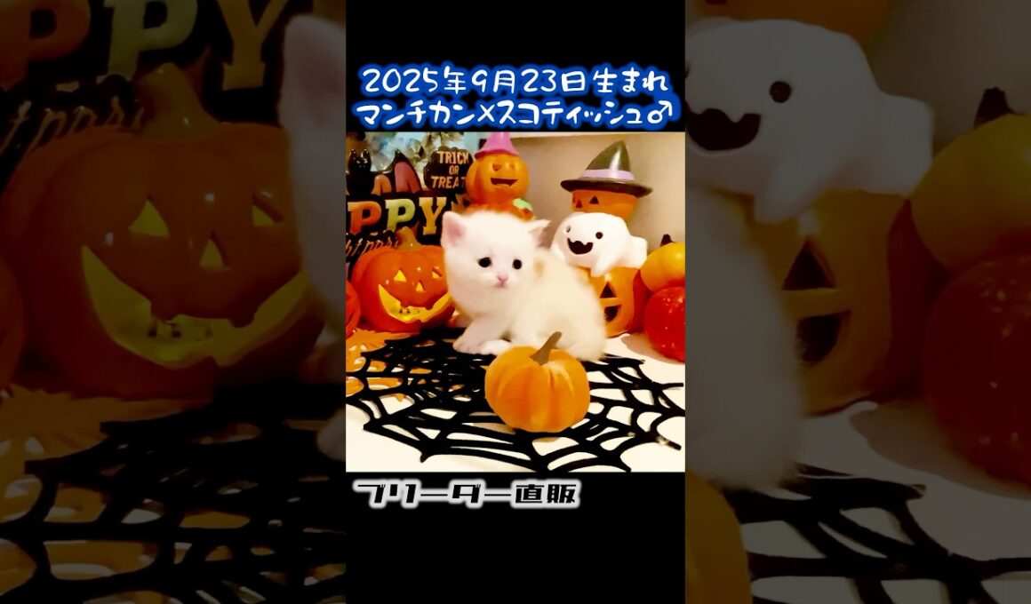 #マンチカン #スコティッシュフォールド #ブリーダー #karajan