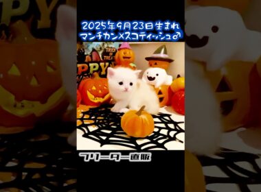 #マンチカン #スコティッシュフォールド #ブリーダー #karajan