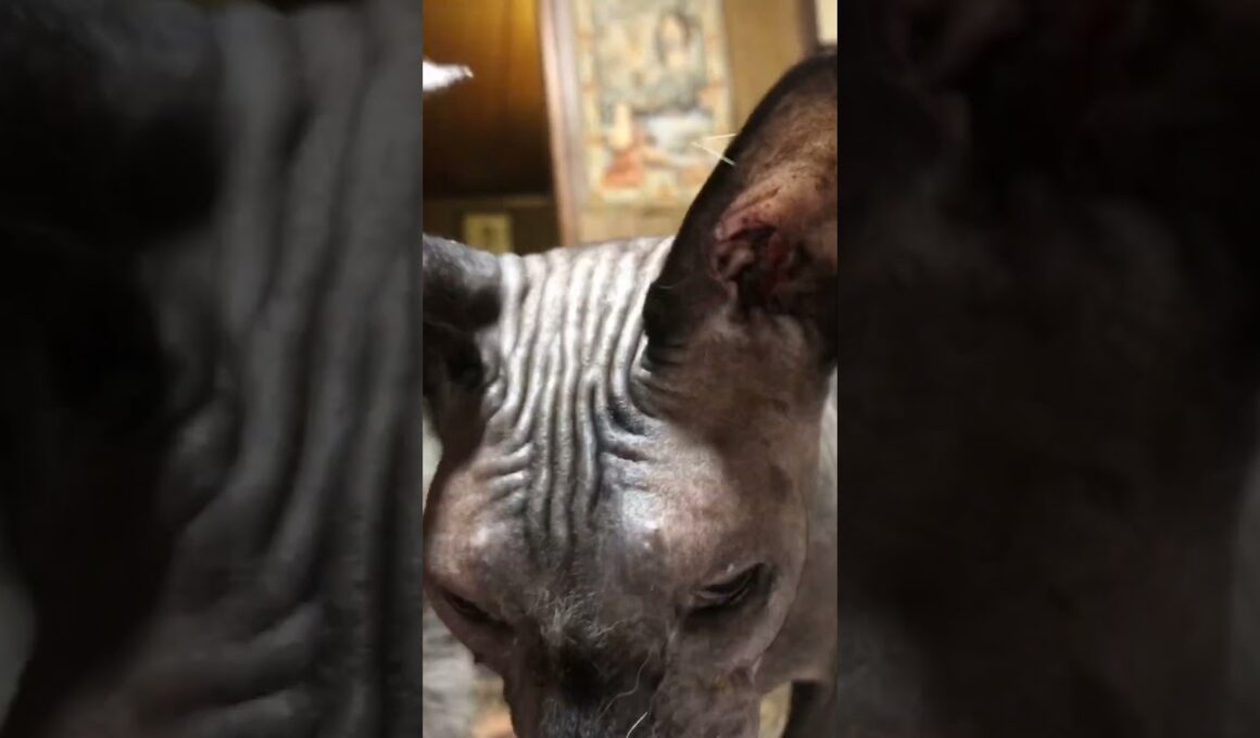 ラパーマの女の子とスフィンクスの男の子。なぜか仲が良い。