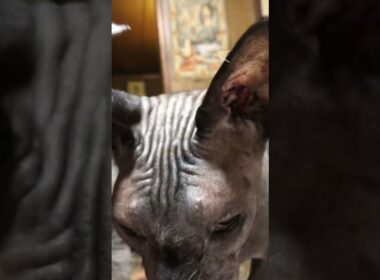 ラパーマの女の子とスフィンクスの男の子。なぜか仲が良い。