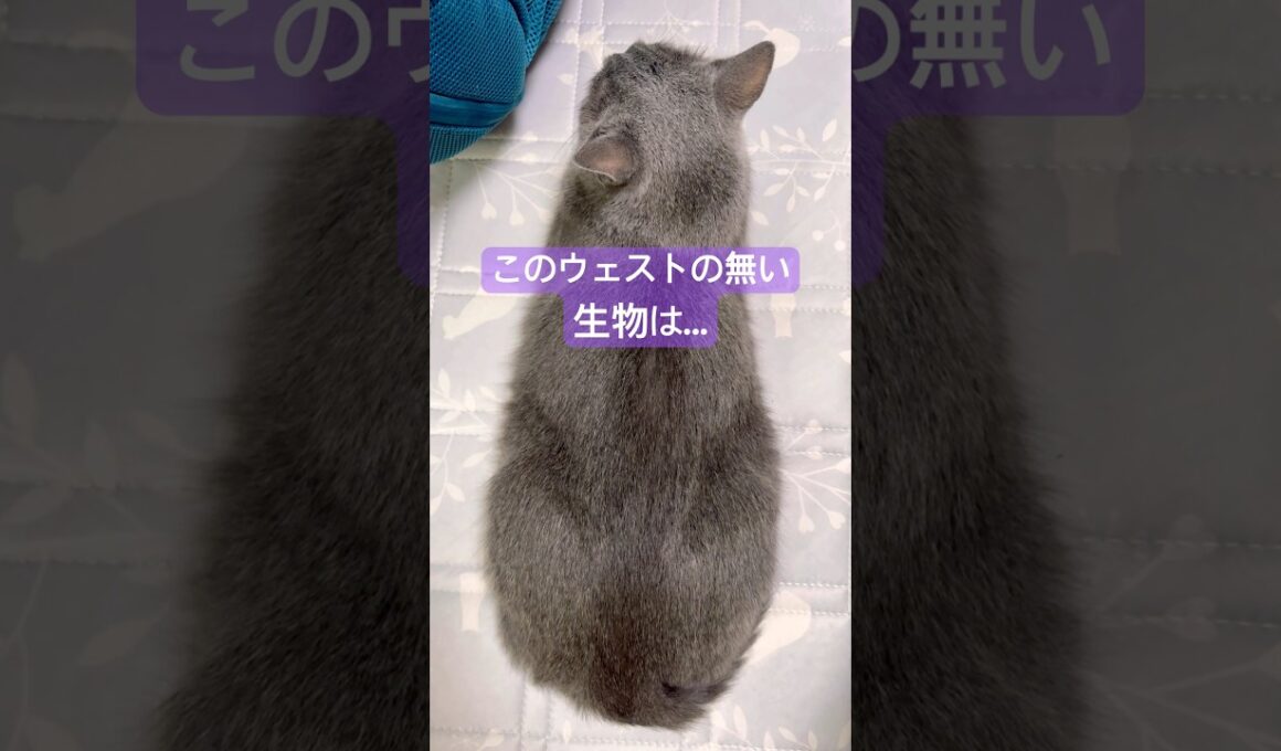 謎の生き物②❤️ #猫 #ロシアンブルー #猫のいる暮らし #shorts