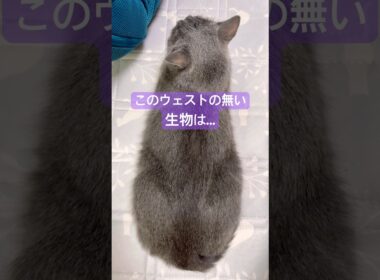謎の生き物②❤️ #猫 #ロシアンブルー #猫のいる暮らし #shorts