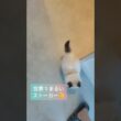 #shorts #ラグドール #子猫 #猫のいる生活 #甘えん坊猫 #ぬいぐるみ猫