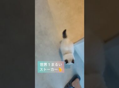#shorts #ラグドール #子猫 #猫のいる生活 #甘えん坊猫 #ぬいぐるみ猫