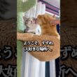 猫を飼うと奇跡が起きる。元野良子猫が選んだ最高の場所 #保護猫 #コハク8号 #子猫 #すずめ #cat #catlovers