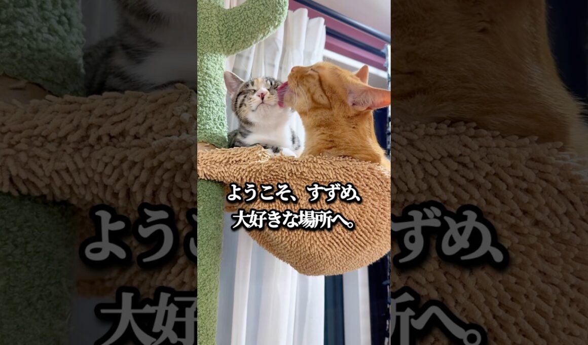 猫を飼うと奇跡が起きる。元野良子猫が選んだ最高の場所 #保護猫 #コハク8号 #子猫 #すずめ #cat #catlovers