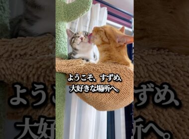 猫を飼うと奇跡が起きる。元野良子猫が選んだ最高の場所 #保護猫 #コハク8号 #子猫 #すずめ #cat #catlovers