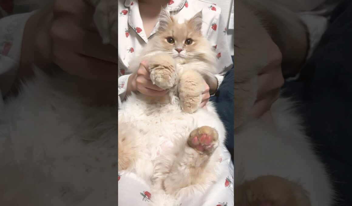 APT cat #shorts #apt #cat