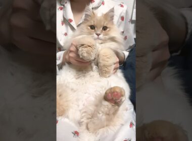 APT cat #shorts #apt #cat