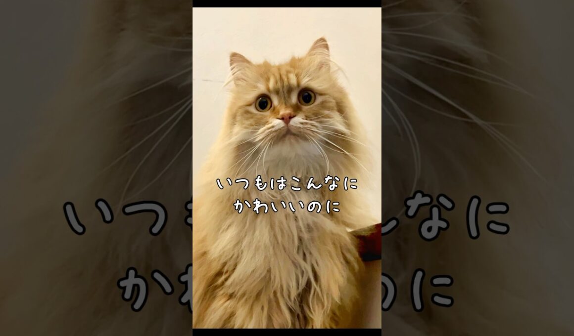 いつもは可愛い猫　#サイベリアン