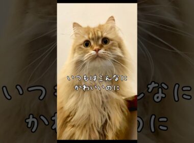 いつもは可愛い猫　#サイベリアン