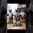 ちょこさん😺バンバラダンスpart2#シャム猫 #たぬき猫 #猫のいる暮らし