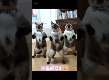 ちょこさん😺バンバラダンスpart2#シャム猫 #たぬき猫 #猫のいる暮らし
