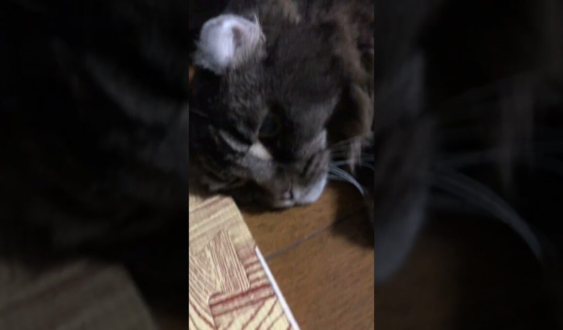 アメリカンカール#cat #猫のいる暮らし #sistergoldenhair #music #America