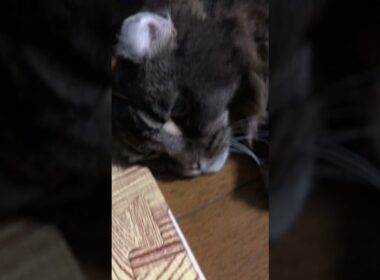 アメリカンカール#cat #猫のいる暮らし #sistergoldenhair #music #America