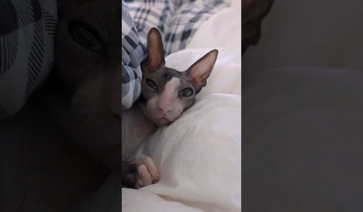 I never get tired of the sound of this little purring machine. ❤️