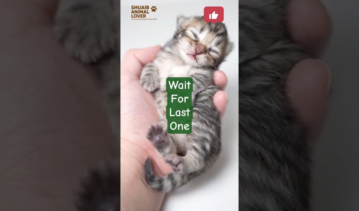 cute kitten calling mom || cat cat and kitten #cat #shorts #ytshorts