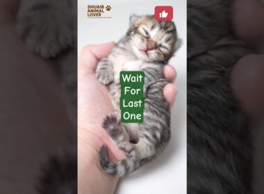 cute kitten calling mom || cat cat and kitten #cat #shorts #ytshorts