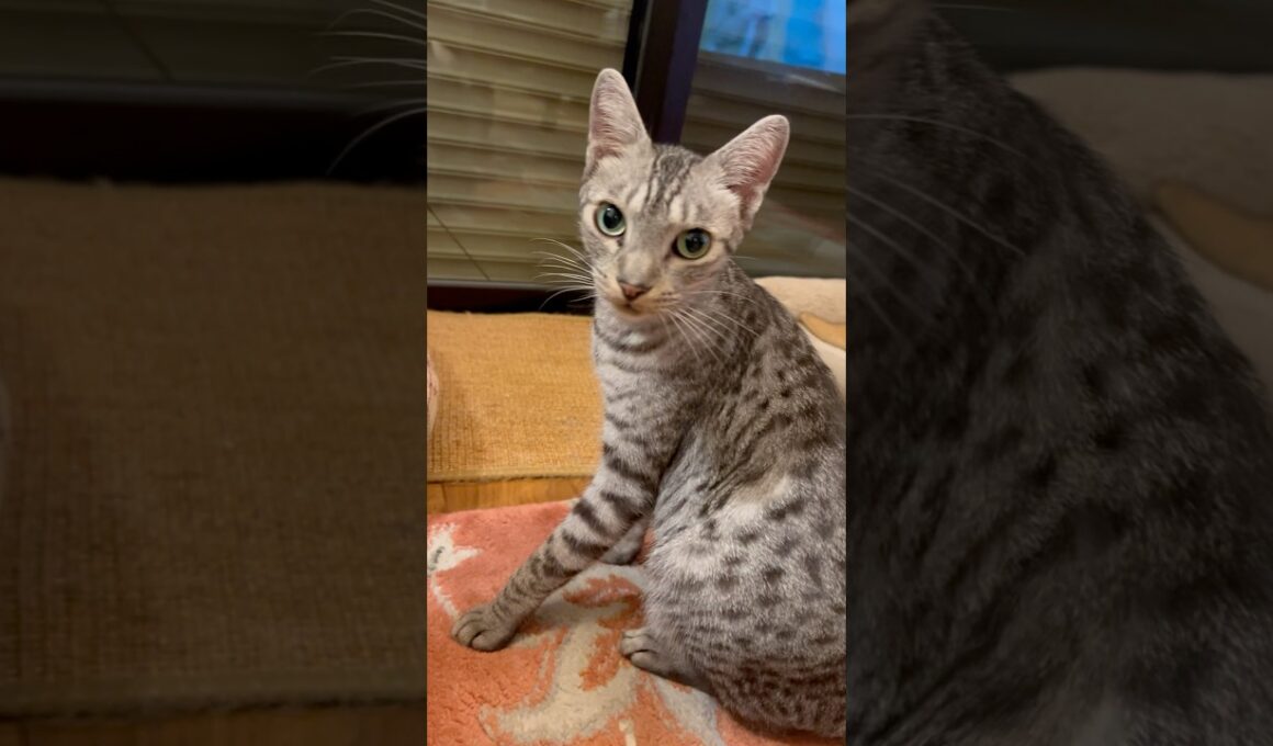 ユキオに愛の告白をしたら、鼻息で返されました😹#癒し動画 #cat #cute #ocicat#猫のいる暮らし