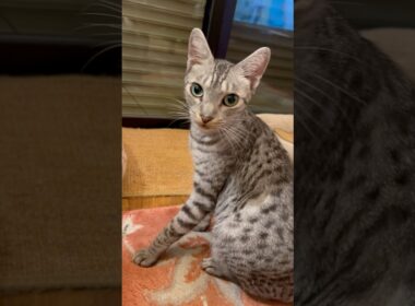 ユキオに愛の告白をしたら、鼻息で返されました😹#癒し動画 #cat #cute #ocicat#猫のいる暮らし