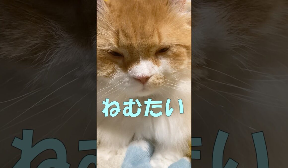 なんかうるさい  #cat #猫のいる暮らし #アメリカンカール