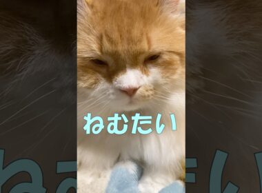 なんかうるさい  #cat #猫のいる暮らし #アメリカンカール