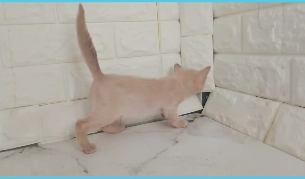 Coo&RIKU　No.00735953 トンキニーズ