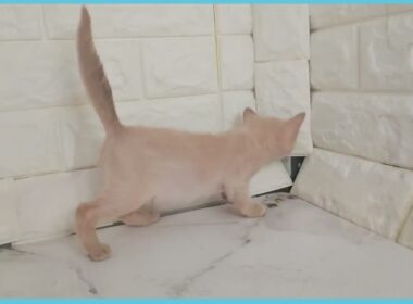 Coo&RIKU　No.00735953 トンキニーズ