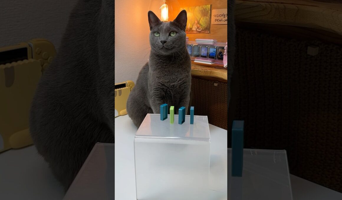 처음엔 하나씩… 마지막엔 싹 다 밀어버림😼