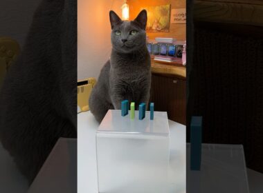 처음엔 하나씩… 마지막엔 싹 다 밀어버림😼