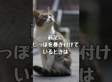 しっぽで分かる猫の気持ち  #猫 #猫雑学  #catshorts #shorts