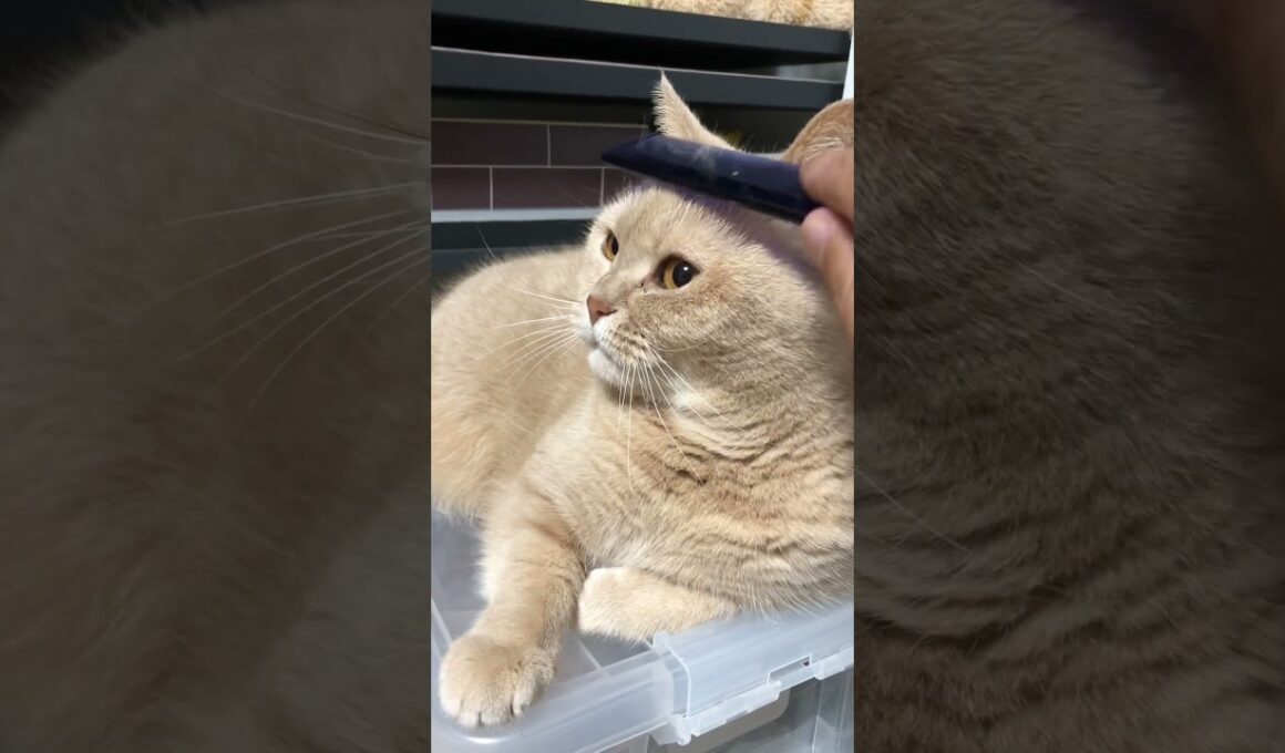 ブリティッシュショートヘア 飼い猫まめちゃん お気に入りの場所でまったり大あくび #Shorts