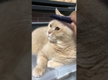 ブリティッシュショートヘア 飼い猫まめちゃん お気に入りの場所でまったり大あくび #Shorts
