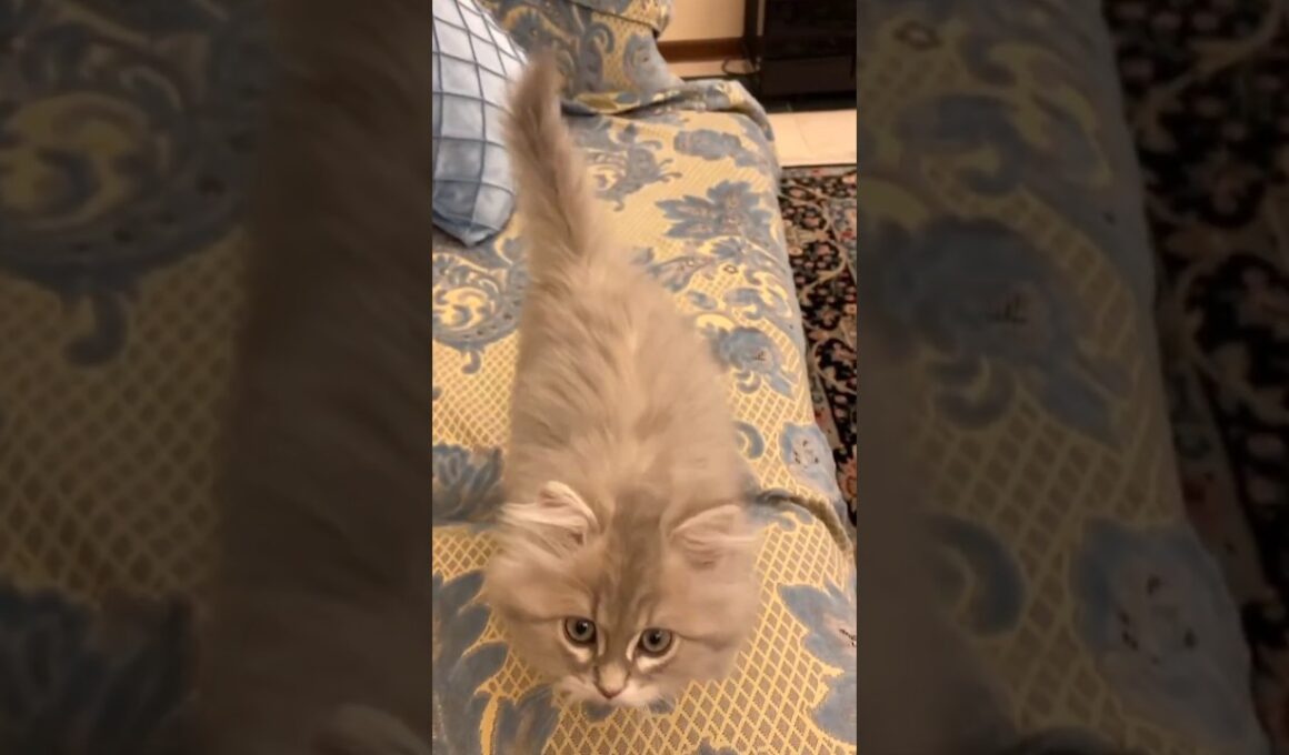 ②ペルシャ猫の子猫 #shorts #ペルシャ猫 #Persian #ネコ #猫 #cat #子猫 #kitten