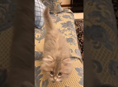 ②ペルシャ猫の子猫 #shorts #ペルシャ猫 #Persian #ネコ #猫 #cat #子猫 #kitten