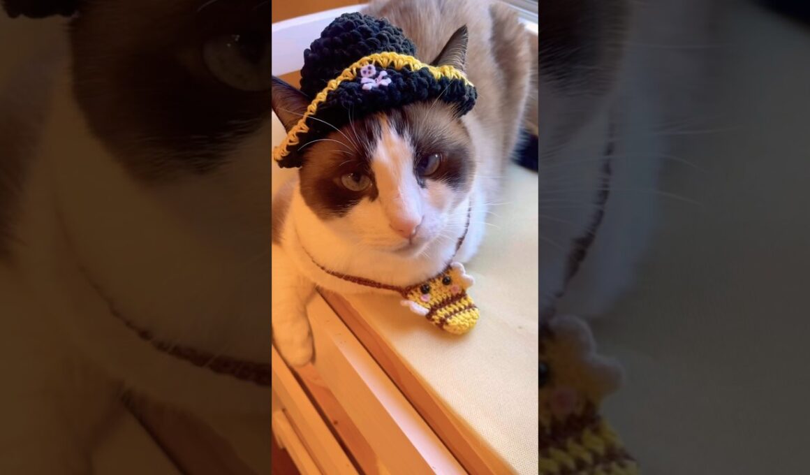 土地勘は無かったにゃんこが道を聞かれた場合 #cat  #猫のいる暮らし #shorts