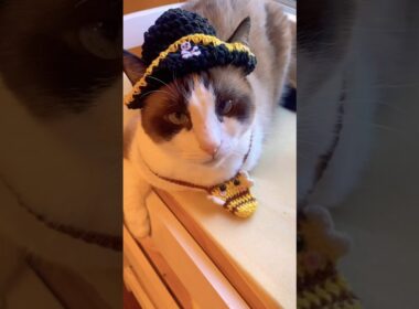 土地勘は無かったにゃんこが道を聞かれた場合 #cat  #猫のいる暮らし #shorts